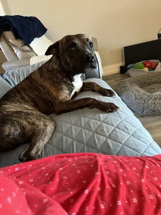 Sissy - The Three Legged Sweetheart