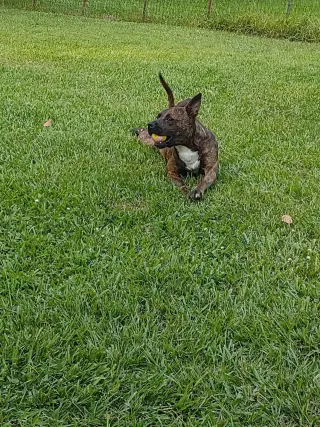 Sissy - The Three Legged Sweetheart