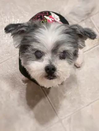 *Boq