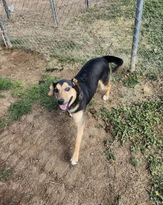 Jax