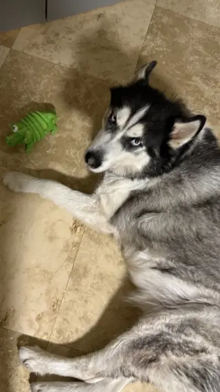 COURTESY POST: Loki
