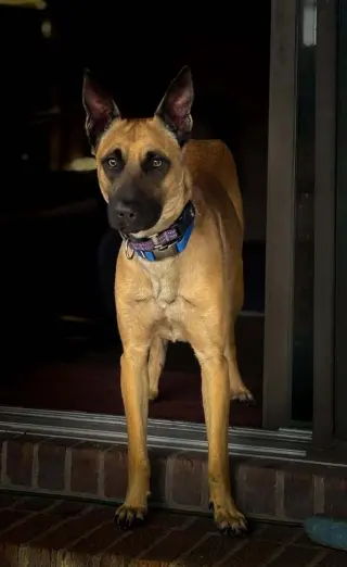 Loki - Located in NC