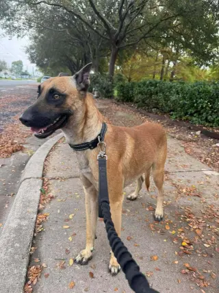 Loki - Located in NC