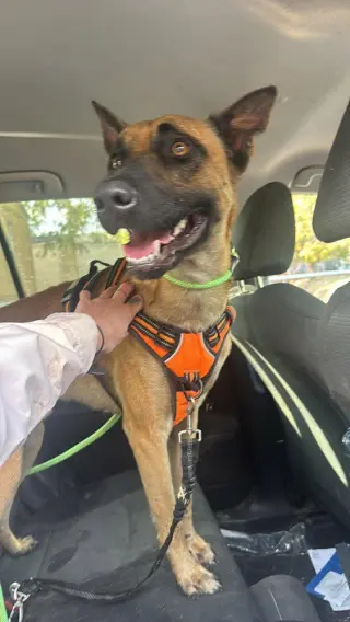 Loki - Located in NC