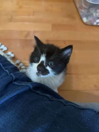 Porthos