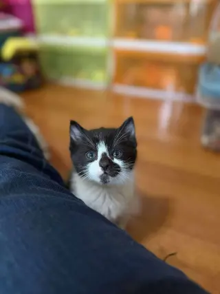 Porthos