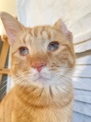 Chester
