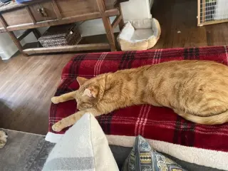 Chester