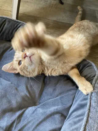 Chester