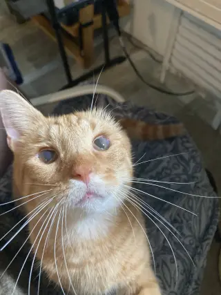 Chester
