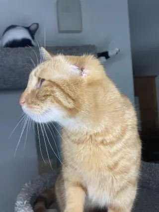 Chester