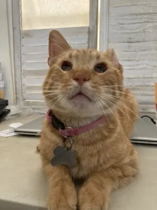 Chester