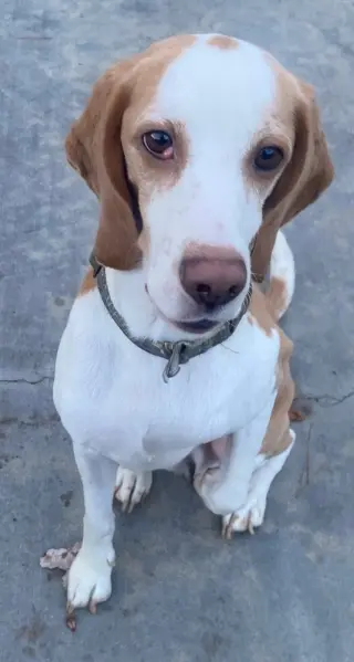 Tobi