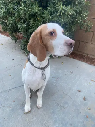 Tobi