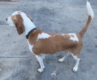 Tobi