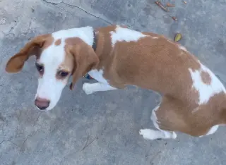 Tobi