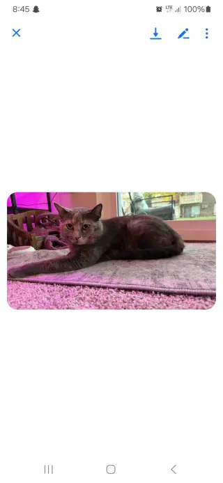 zz "Jenna's Tortie" courtesy listing