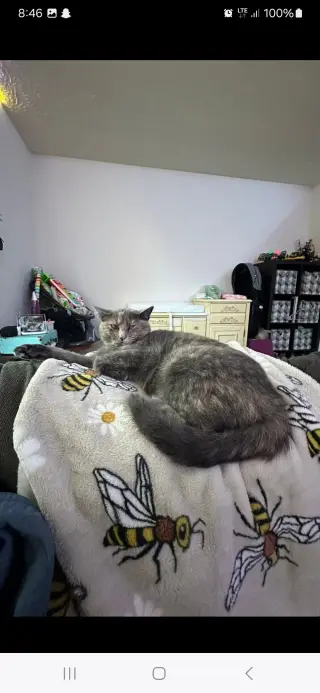 zz "Jenna's Tortie" courtesy listing
