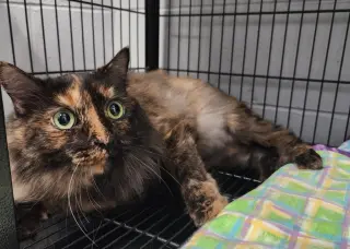 Lucie