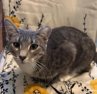 April #snuggle-queen