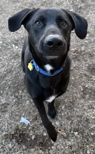 Tyson