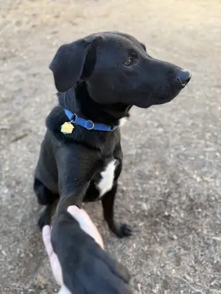 Tyson