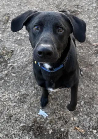 Tyson