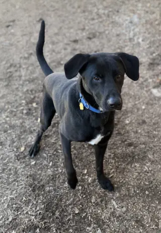Tyson