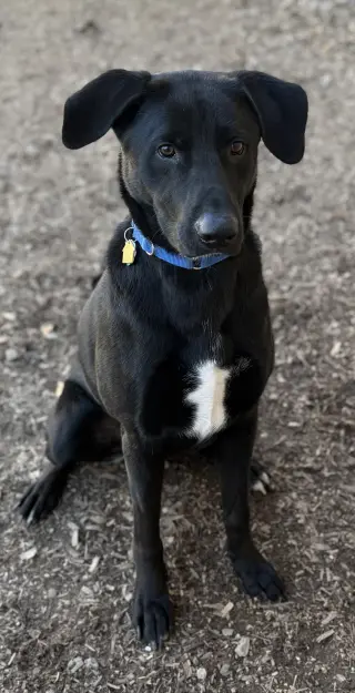 Tyson