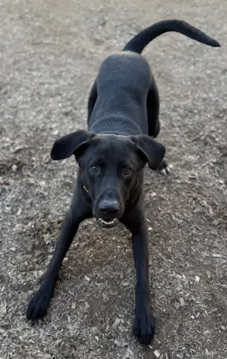 Tyson