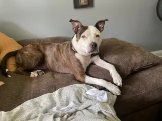 Bug