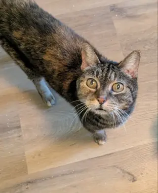 Abbie