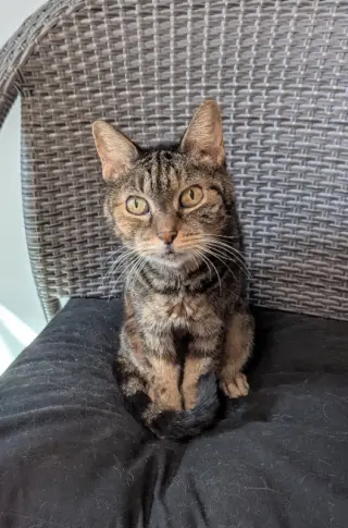 Abbie