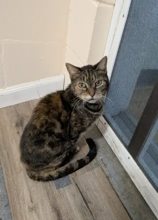 Abbie