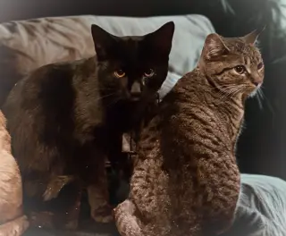 Crowfeather