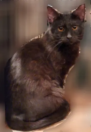 Crowfeather