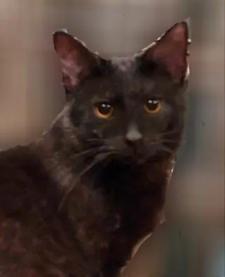 Crowfeather