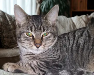 Feathertail