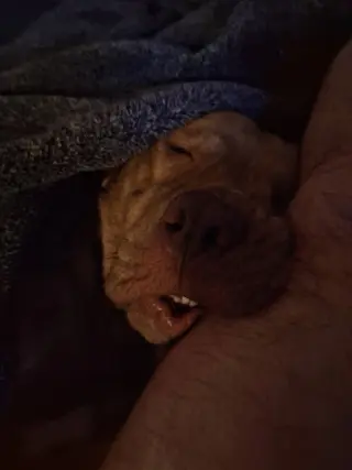 Bruce