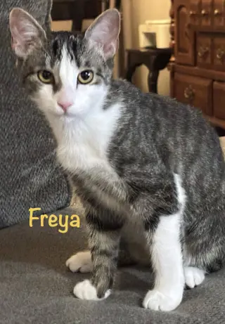 Freya