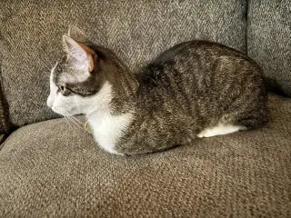 Freya