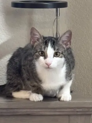 Freya