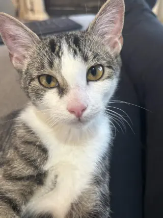 Freya