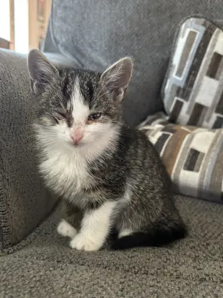 Freya