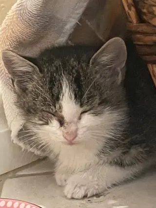 Freya