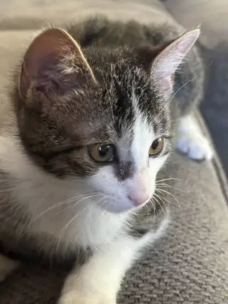 Freya