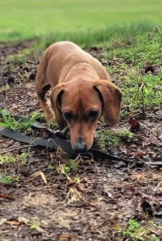 Luke in NC