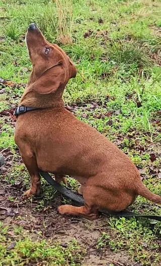 Luke in NC
