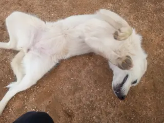 Pearl-ADOPTION PENDING