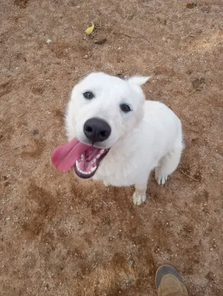 Pearl-ADOPTION PENDING